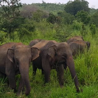 elephants minneriya