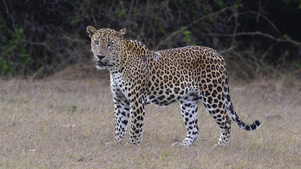 leopards in Sri Lanka, wildlife safaris in Sri Lanka 