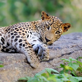 leopard sri lanka
