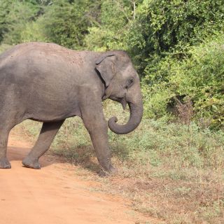 elephant yala